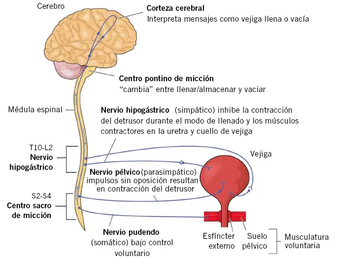 relación del sistema nervioso con el urinario